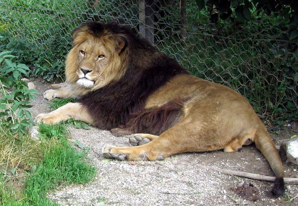 Barbary lions were thought to be extinct; however, there may be some lions with Barbary blood.