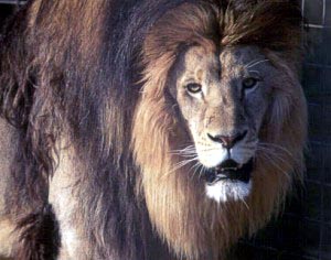 Barbary lions were thought to be extinct; however, there may be some lions with Barbary blood.