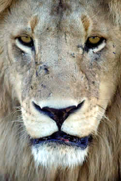 Gorgeous male lion close up taken in natural environment