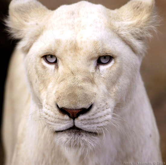 white lions and tigers. White lions