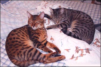 Logan, a gorgeous, top quality leopard spotted Bengal male, at 7 months old, on the left with another female in the FireNIce breeding program!