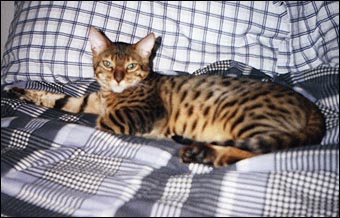 Logan, a gorgeous, top quality leopard spotted Bengal male, at 6 months old, now part of a wonderful home Bengal breeding program in Minnesota!