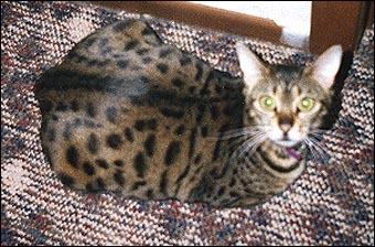 Heather is a lovely spotted female Bengal whom the McDonalds hope to breed to Foothill Felines Logan!