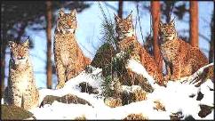 The Wild Cats - The Iberian Lynx