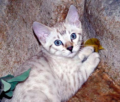 Foothill Felines seal lynxpoint snow spotted
Bengal female. Seal lynxpoint Bengals are the only adult Bengals to have clear 
blue eyes.