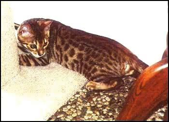 Macqui is a green eyed brown spotted tabby with lots of pelt and glitter!!
