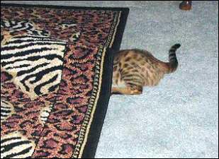 Foothill Felines Bengal kitten hunting and stalking her toys!
