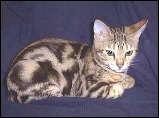 Foothill Felines Macy has many of the wonderful wild Asian Leopard cat genes from her mother Foothill Felines Malarki!