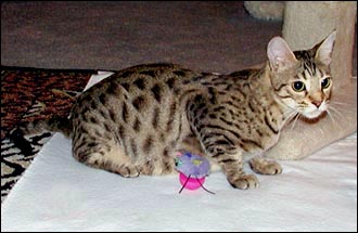 Foothill Felines Madison is a tawny spotted Bengal with beautiful rosettes, wild type and coloring, and wonderful mothering skills!!