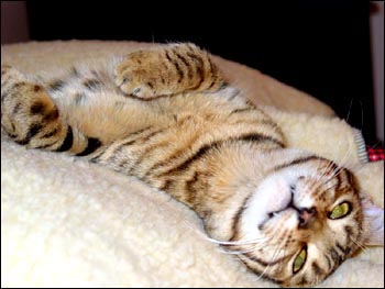 Foothill Felines Madolyn, a wonderful, loving, gorgeous Bengal kitten in update photos from her proud family and Foothill Felines Bengals customers!