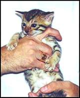 Magic, now a beloved pet leopard bengal in Manteca, CA, at 7 weeks old!