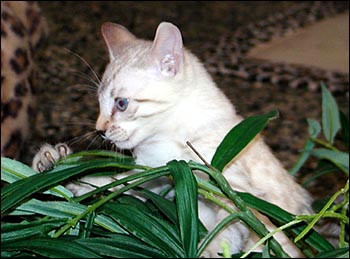 Magic Spot at 10 weeks, a lovely spotted seal lynxpoint snow Bengal female kitten