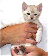 Foothill Felines Magic Spot of Bellbooknbengal, lynx point spotted Bengal kitten now residing in Lodi, CA, at 6 weeks old!