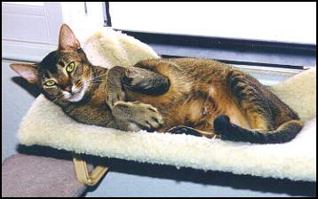 Magnum before he lost his hearing, in a kitty hammock by our window.  He loved to sleep with baby kittens in this hammock, until their combined weight sent the hammock and kitties to the carpeted floor!