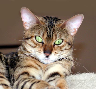 Adorable MaiTai of Foothill Felines Bengals, a rosetted Bengal female!!