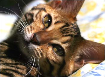Foothill Felines MaiTai, a gorgeous, quality leopard spotted Bengal female, at 4 months old!