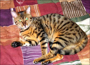 Foothill Felines MaiTai, a gorgeous, quality leopard spotted Bengal female, at 7 months old!