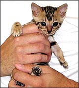 Spotted female Bengal kitten at 5 weeks old!