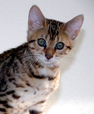 Beautiful spotted SBT Bengal kitten MaiTai at 11 weeks old!