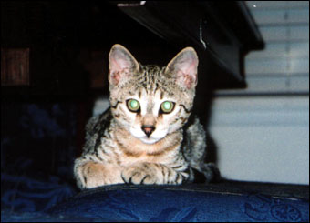 Foothill Felines Major Spots, a gorgeous leopard spotted Savannah male, at his new home in southern CA!