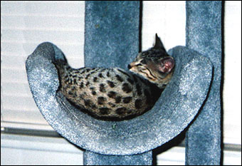 Foothill Felines Major Spots, a gorgeous leopard spotted Savannah male, at his new home in southern CA!