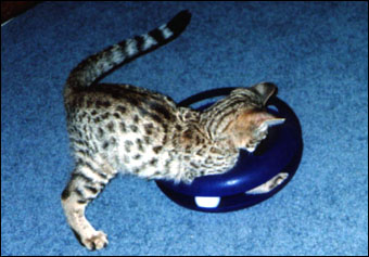 Foothill Felines Major Spots, a gorgeous leopard spotted Savannah male, at his new home in southern CA!