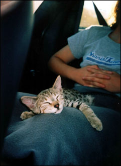 Foothill Felines Major Spots, a gorgeous leopard spotted Savannah male, riding in the car from Sacramento to his new home in southern CA!