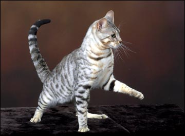 Malamute is an SBT silver spotted Bengal stud of exceptional type and conformation, and is now part of the breeding program at Foothill Felines Bengals in California!