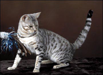 Malamute is a silver rosetted Bengal stud of exceptional type and conformation, and is now part of the breeding program at Foothill Felines Bengals in California!