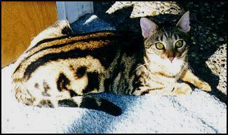 Foothill Felines Malarki - fabulous brown marble Bengal female!!