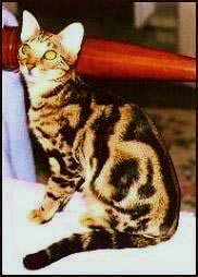 Foothill Felines Malarki, a beautiful marble Bengal ancestor!