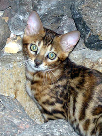 Beautiful spotted SBT Bengal kitten Mama Mia at 11 weeks old!