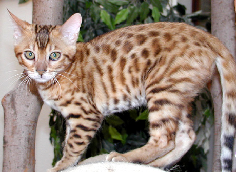 Foothill Felines Mandolin Rain, a hot colored Bengal female