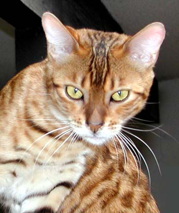 Foothill Felines Bengal kitten with rufousing, glitter, pelt, clear coat, and great health!!