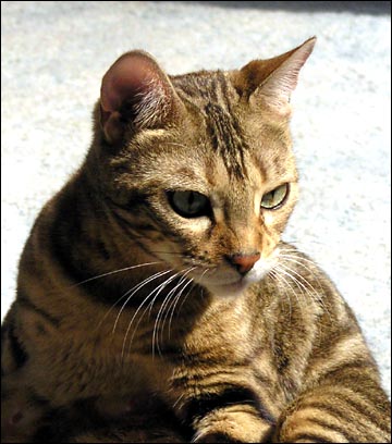 Manzanita is a gold eyed brown marble tabby with a great pelt and pattern and a spectacular wild profile and head!!