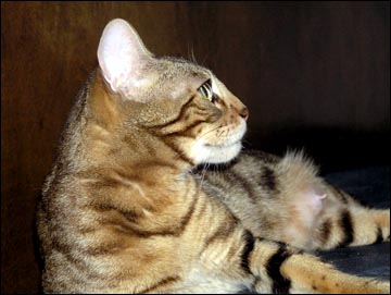 Manzanita is a gold eyed brown marble tabby with a great pelt and pattern!!