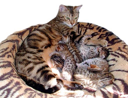 Foothill Felines Bengal kittens with rufousing, glitter, pelt, clear coat, and great health!!