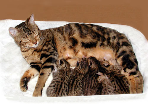 Heat Cycles and Pregnancy in Cats 