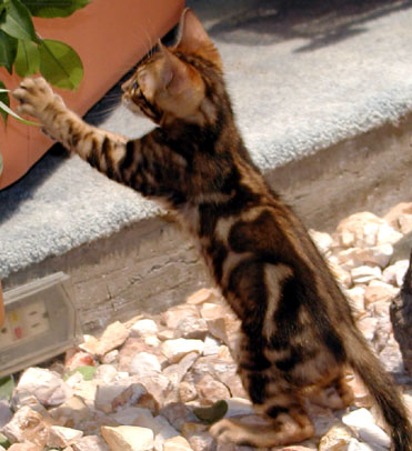 Foothill Felines marble Bengal kitten