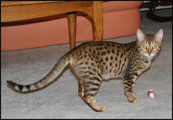 Margarita at 6 months old, a beautiful glittered spotted Bengal female!