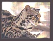 The Wild Cats - Beautiful Margay Cat
