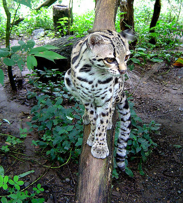 Margay cats are beautiful and wild, and on the small side of the big cats.