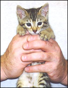 Martini at 7 weeks old!