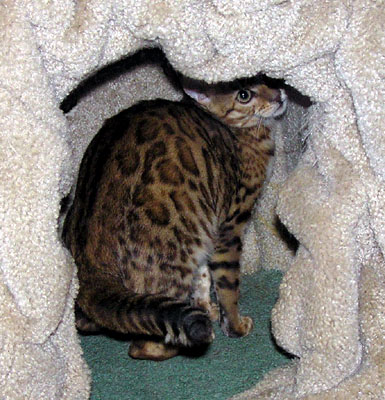 This is a playful Foothill Felines rosetted Bengal female kitten!!