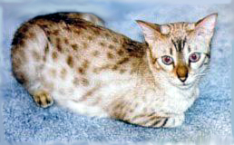 Marsha at 1 year old, a beautiful glittered spotted lynx point seal snow Bengal female!