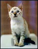 Beautiful spotted SBT seal lynxpoint blue eyed snow Bengal kitten Marshamelo at 10 weeks old!