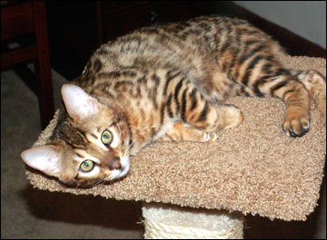 Foothill Felines Martin and Foothill Felines Max Jr, adorable Bengal kittens from Vida Mia and Major Mews, are wonderful and loving pets!