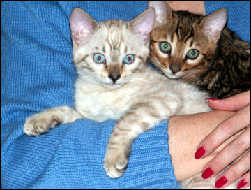 Foothill Felines Martin and Foothill Felines Max Jr, adorable Bengal kittens from Vida Mia and Major Mews, are wonderful and loving pets!