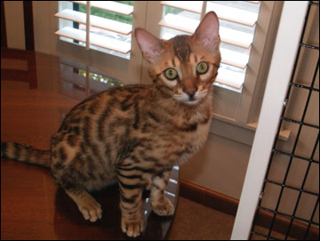 Foothill Felines Martin and Foothill Felines Max Jr, adorable Bengal kittens from Vida Mia and Major Mews, are wonderful and loving pets!