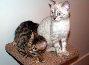 Foothill Felines Martin and Foothill Felines Max Jr, adorable Bengal kittens from Vida Mia and Major Mews, are wonderful and loving pets!